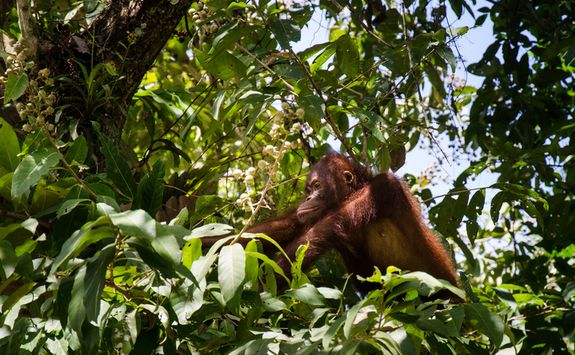 Orangutan in the trees
