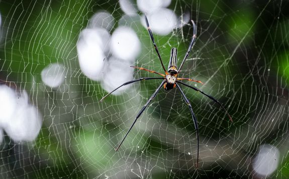 Spider in a web