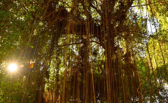 Sunlight shining through the canopy