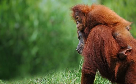 Orangutan with baby