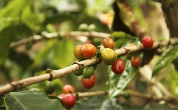 Coffee beans in Colombia