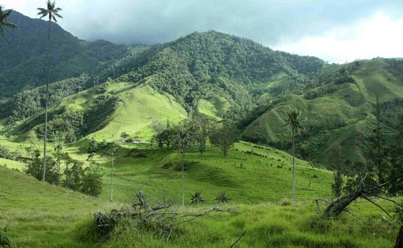 The lush hills of the Coffee Region