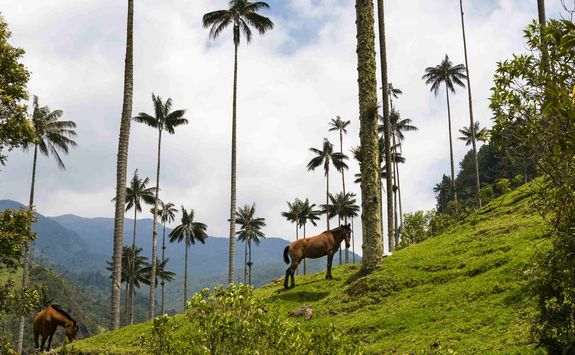 Horses in the Cocora Valley