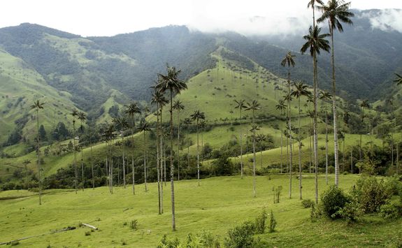 Misty day in the Cocora Valley