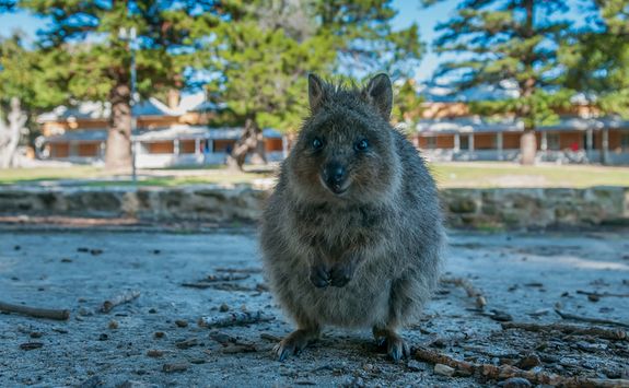 A quokka