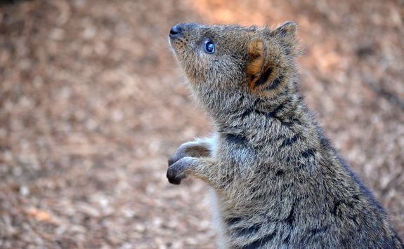 Close up of a quokka