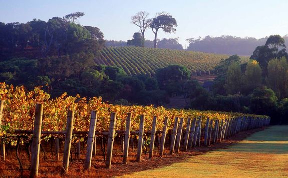 Vineyards at the Margaret River