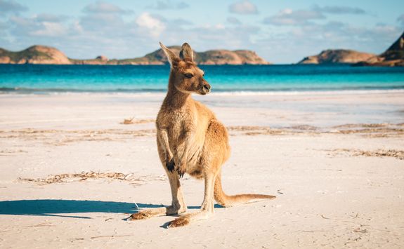 Kangaroo on the beach