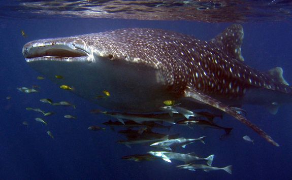 Close up of a whale shark