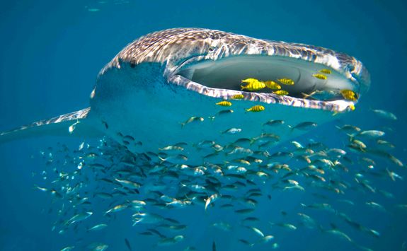 An eating whale shark