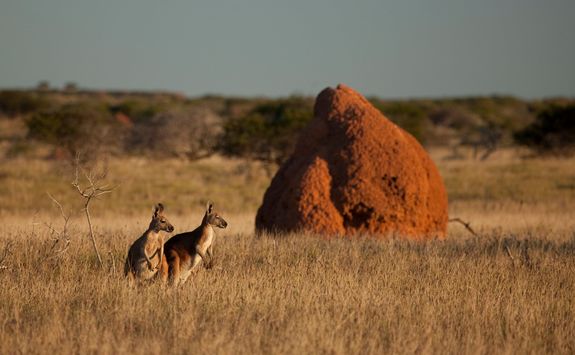Kangaroos in the national park