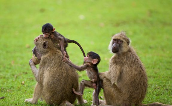 Family of grey monkeys