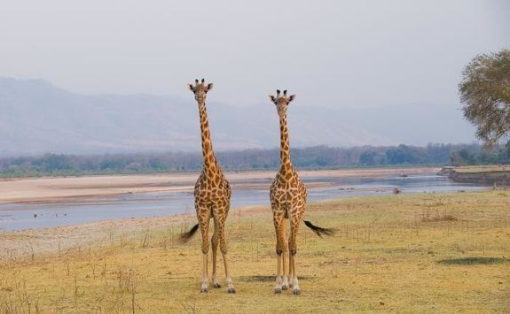Two Giraffe