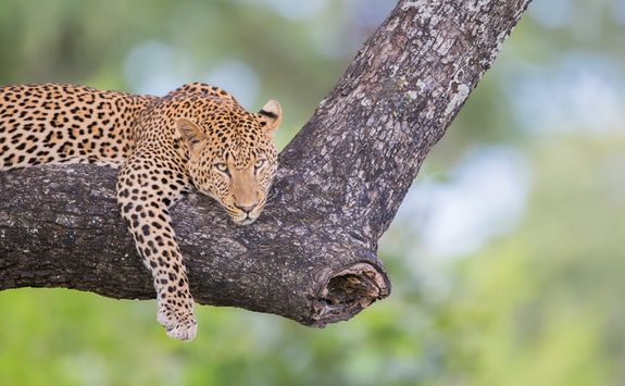 Leopard lounging in a tree