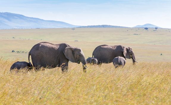 Elephants walking in plain