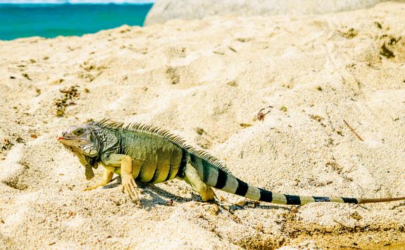 Iguana on the beach