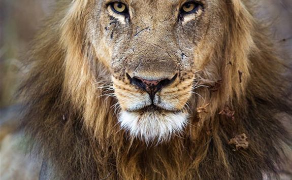 Close up of lion