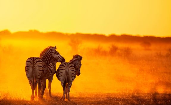Zebras in golden light