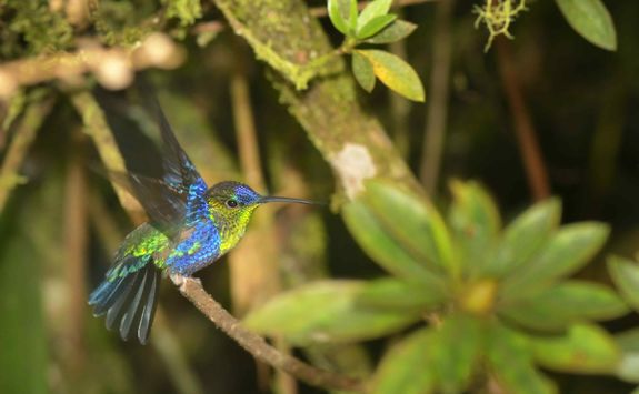 Hummingbird in the trees