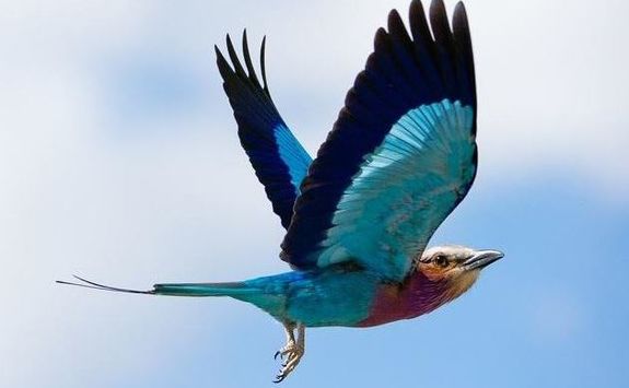 Blue bird