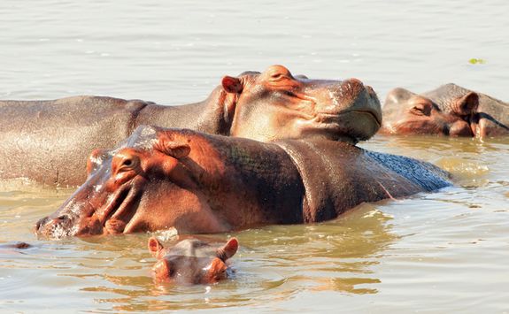 Hippos swimming
