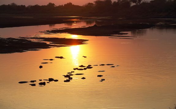 Hippos swimming