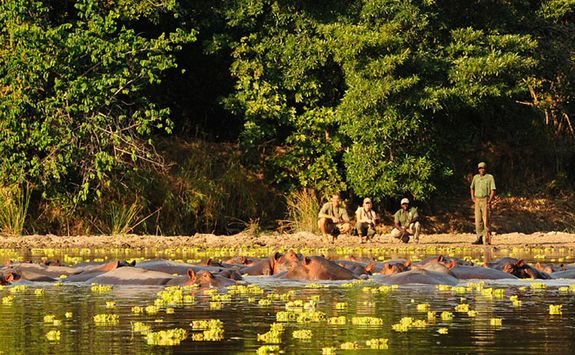 Walking safari at river