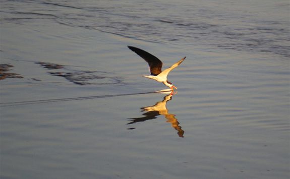 Bird skimming river
