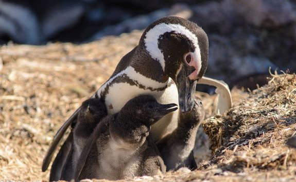 Magellan penguin family