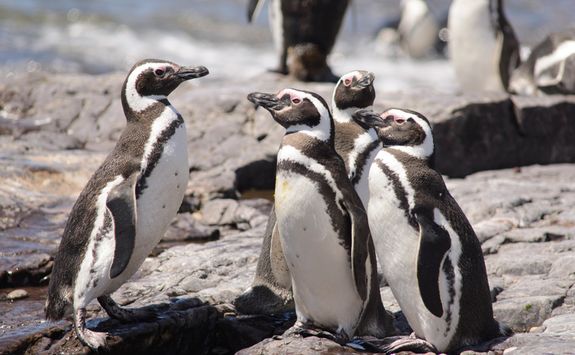 Penguin of Magellan