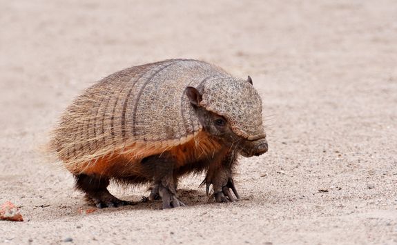 Nine banded armadillo