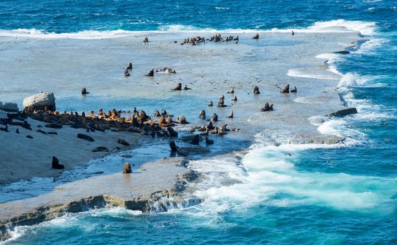 Rookery Peninsula Valdes