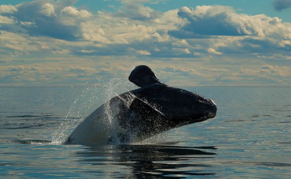 Whale in Peninsula Valdes