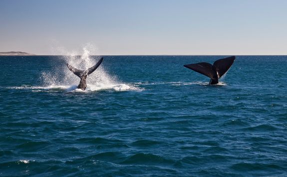 Whales Puerto Piramides