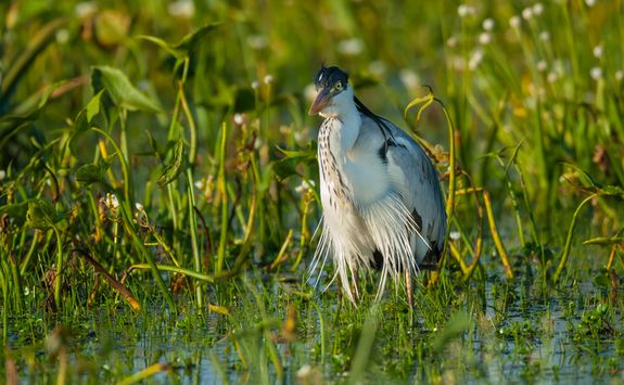 A bird in the Wetlands