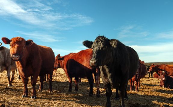 Cattle in Argentina