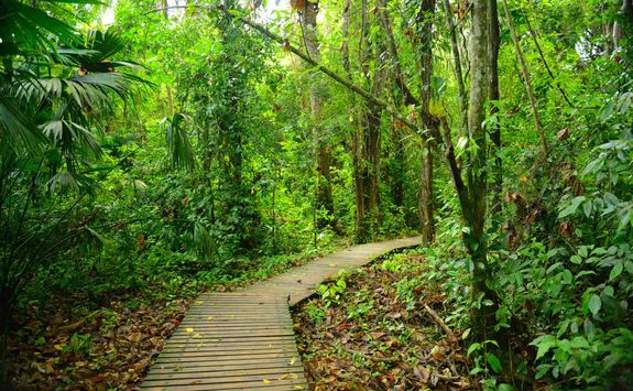 Jungle trail