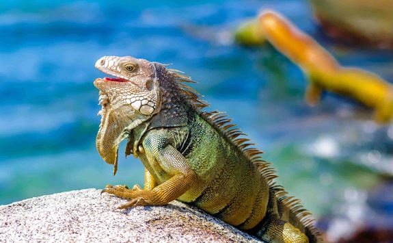 Iguana on a rock