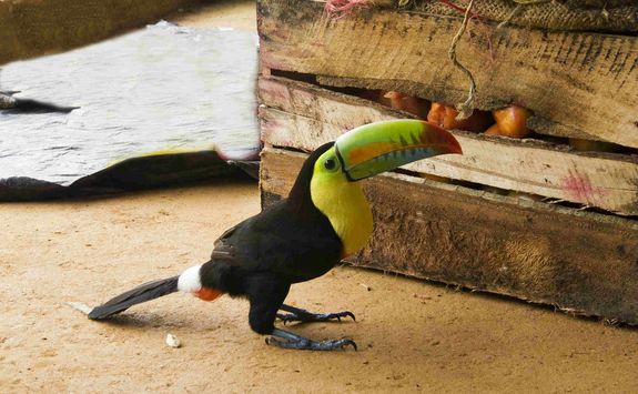 Toucan in Tayrona
