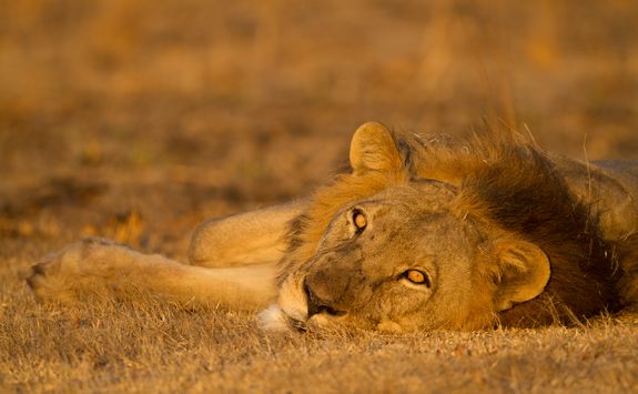Reclining lion