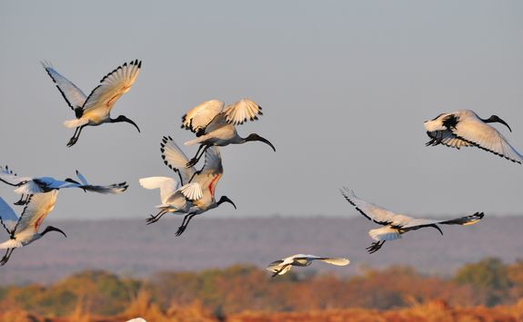 Flock of birds flying