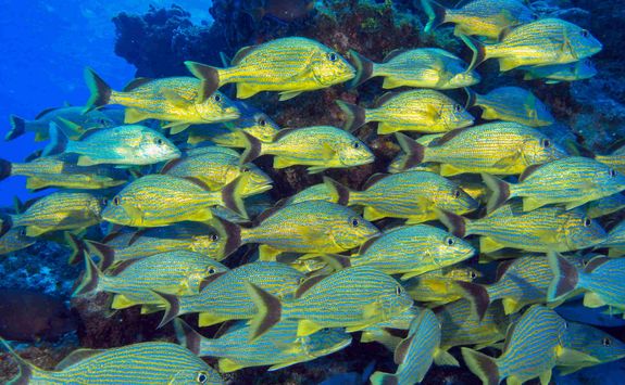 School of yellow grunts