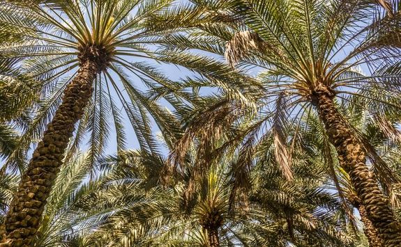 Palm trees