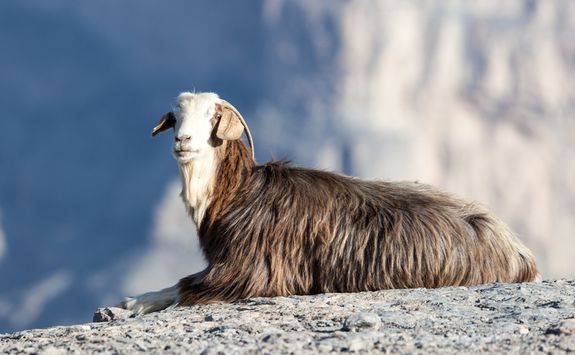 Hajar mountain goat