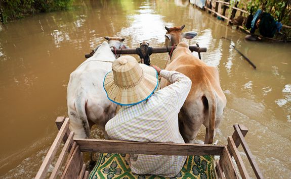 Cow cart