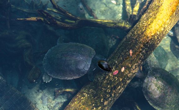 Sea turtles