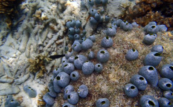 Sponge tropical coral reef