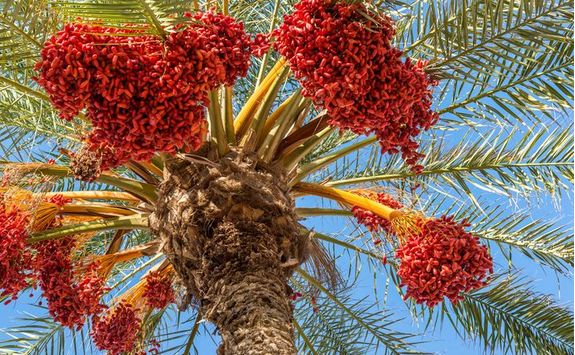 Dates growing