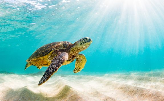 A swimming turtle