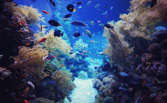 Tropical fish in a reef